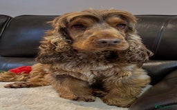 Cocker Spaniel dogs for sale: SHOW TYPE COCKER SPANIEL BERTIE LOOKING FOR LOVE🌹 - Image 1
