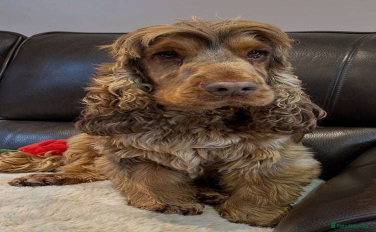 Cocker Spaniel dogs - Advert 7