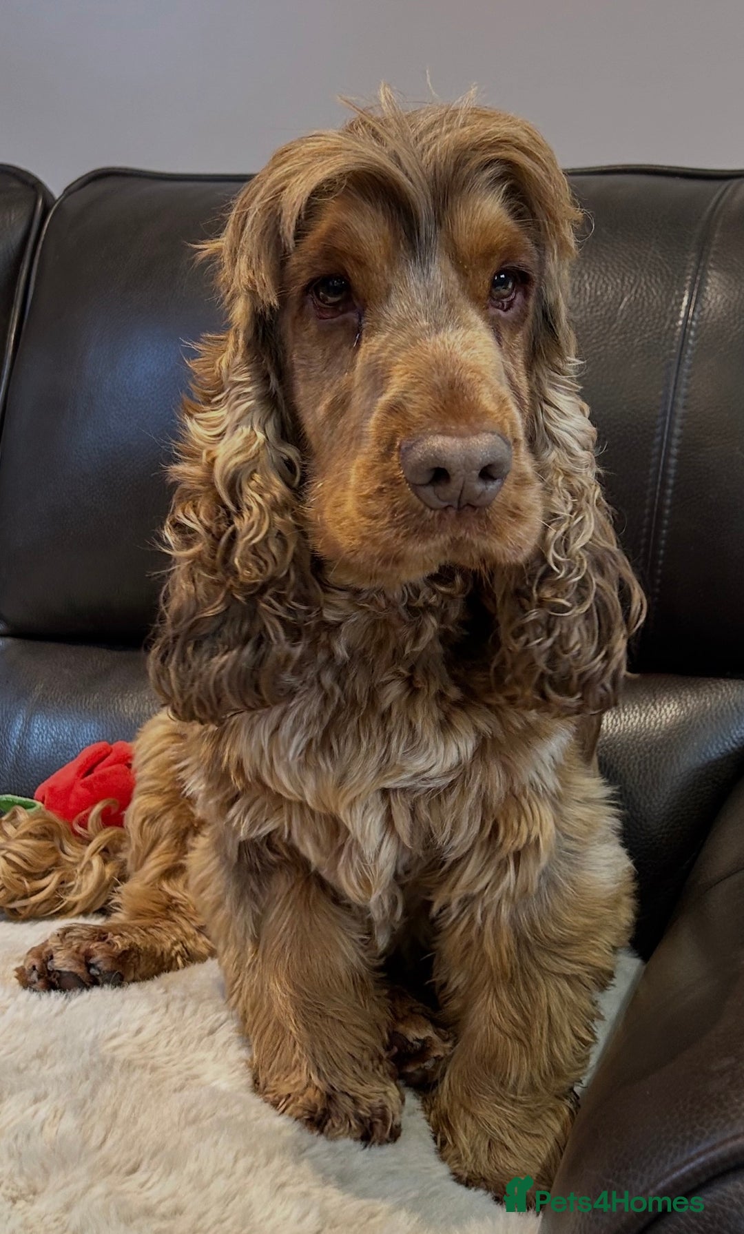 Cocker Spaniel dogs for sale: SHOW TYPE COCKER SPANIEL BERTIE LOOKING FOR LOVE🌹 - Image 1