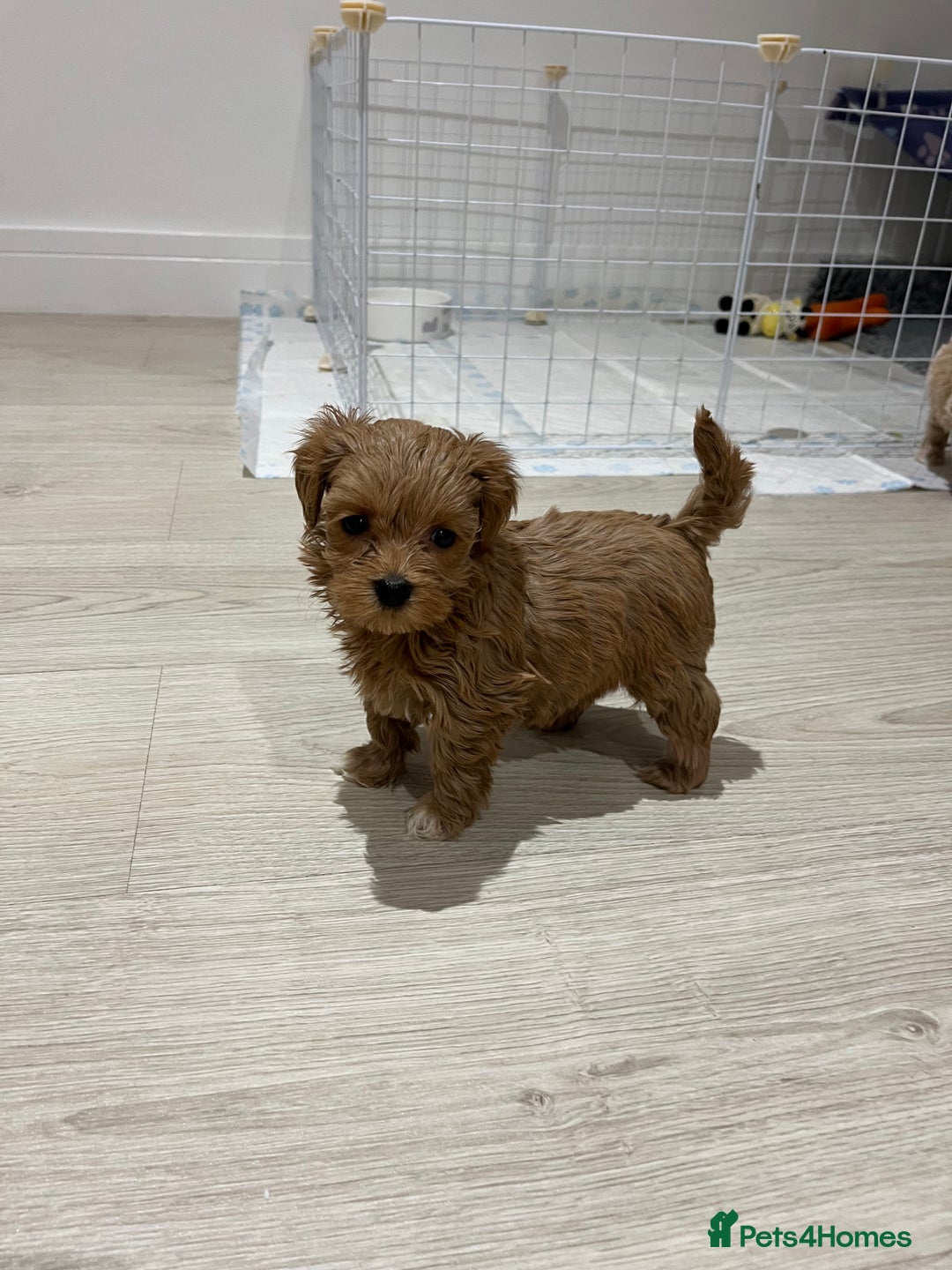 Maltipoo dogs for sale: Gorgeous Maltipoo Pups looking for their new home  - Advert 7