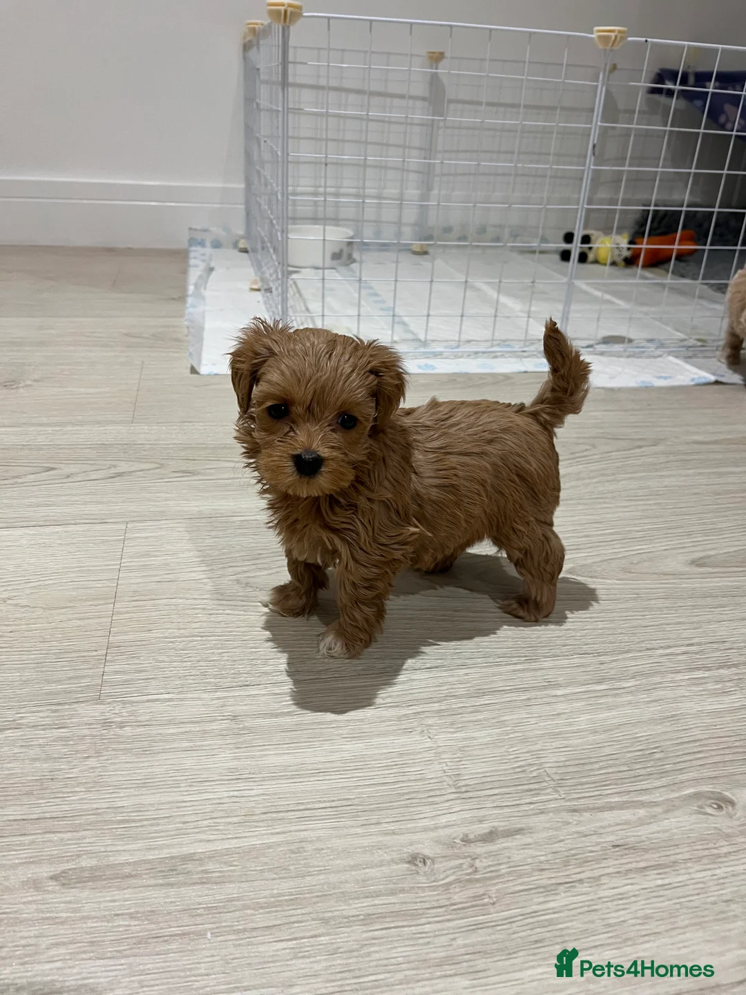 Maltipoo dogs for sale: Gorgeous Maltipoo Pups looking for their new home  - Advert 7