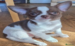 Chihuahua dogs for sale: ❤️‍🔥KC Chihuahua Girl READY NOW ❤️‍🔥  in Dagenham - Image 3