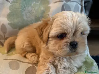 Mixed Breed dogs Shih Tzu cross - teddy bear puppies - Advert 5
