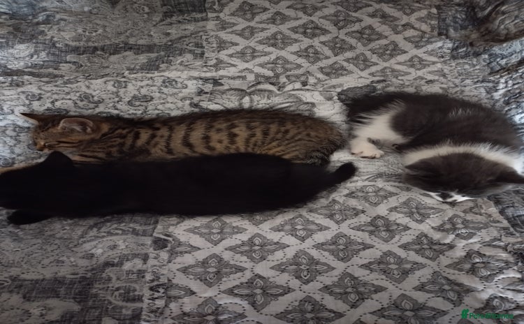 Mixed Breed cats - Advert 12