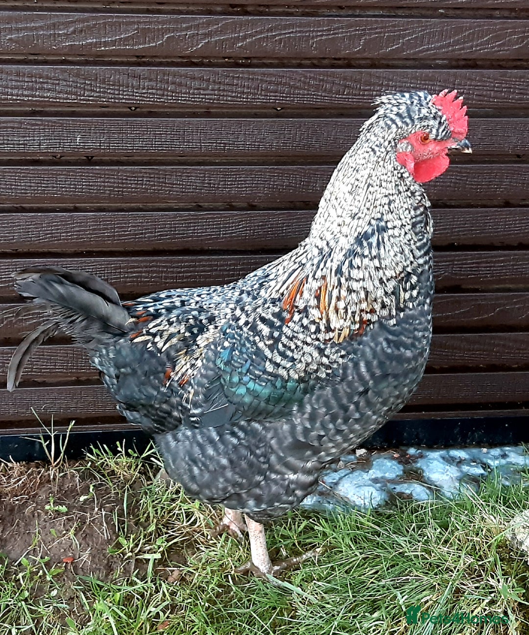 Chickens poultry for sale: Cockerels for free - Advert 1