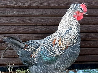 Chickens poultry Cockerel for free - Advert 20