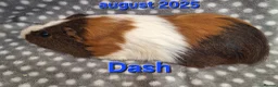Guinea Pig rodents for sale: Adult guinea pigs  - Advert 2