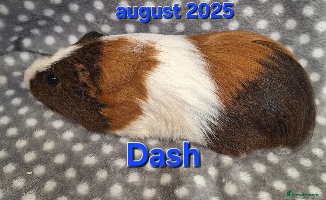 Guinea Pig rodents for sale: Adult guinea pigs  - Advert 2