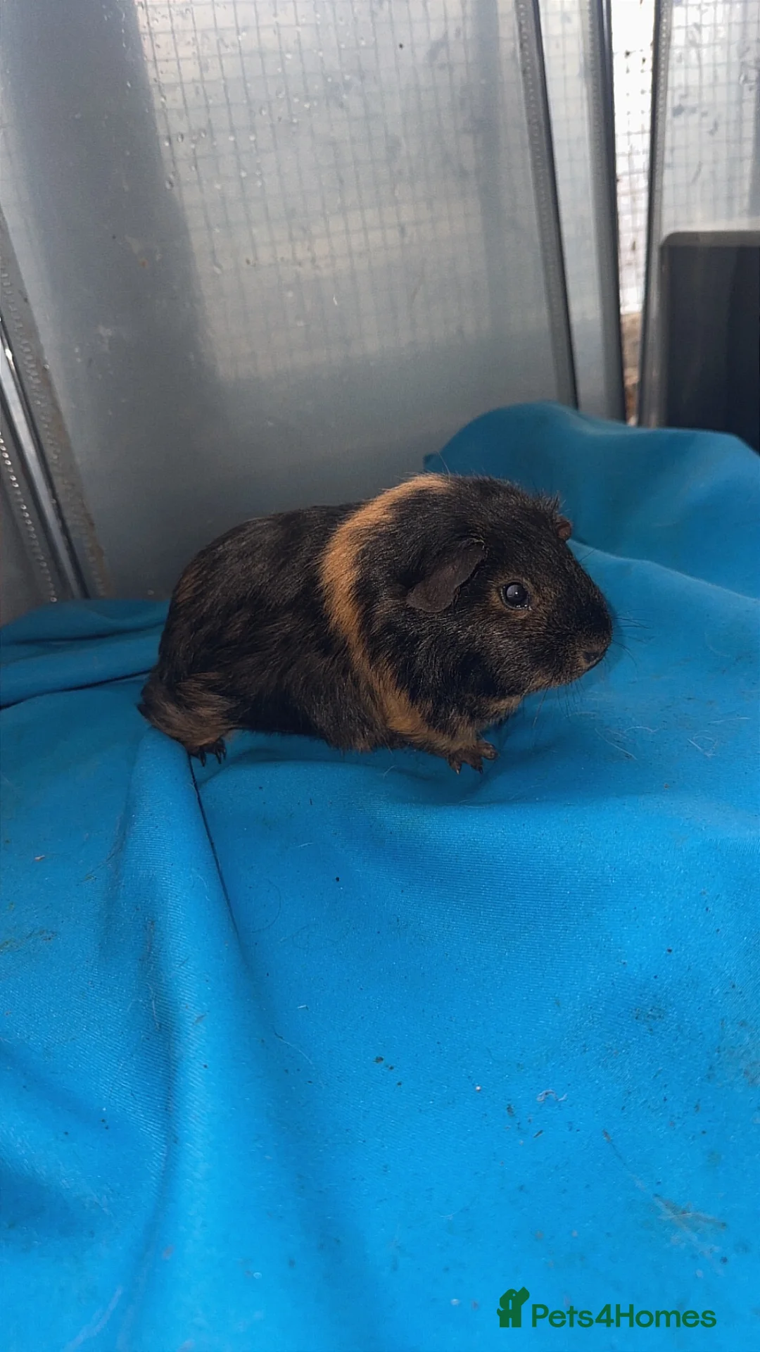 Guinea Pig rodents for sale: Guniea pigs  - Advert 22