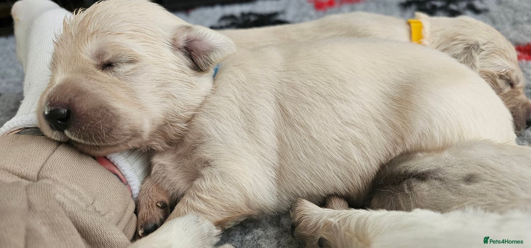 Golden Retriever dogs for sale: GOLDEN RETRIEVER PUPPIES - you will fall in love  - Image 20