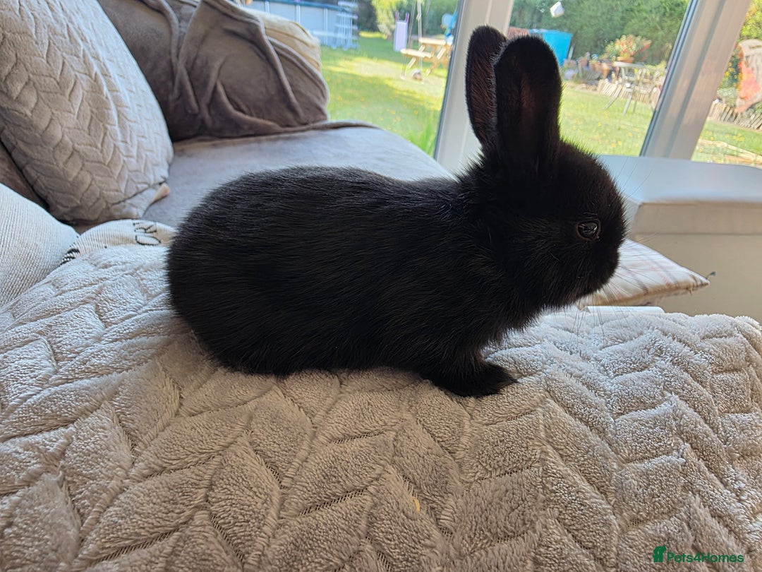Mini Lop rabbits for sale: Baby mini lop rabbits - Image 10