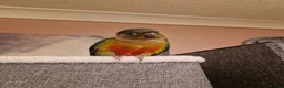 Conures birds for sale: Baby conure in Gosport - Advert 1