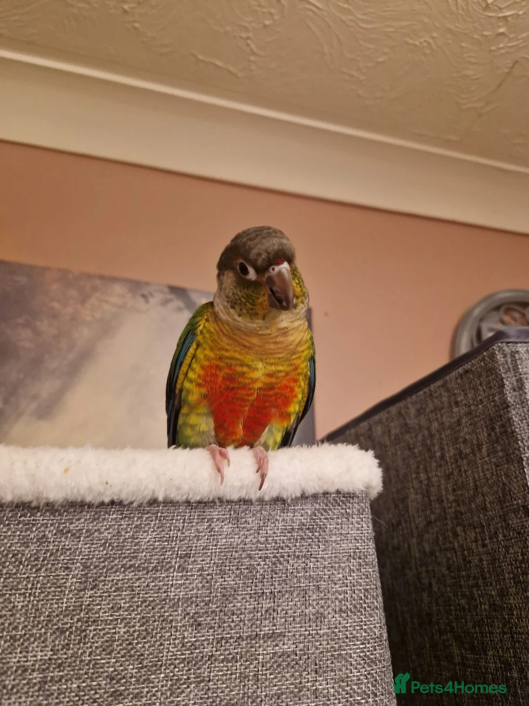 Conures birds for sale: Baby conure in Gosport - Advert 1