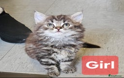 Ragdoll cats for sale: Fluffy Ragdoll X kittens  - Image 3