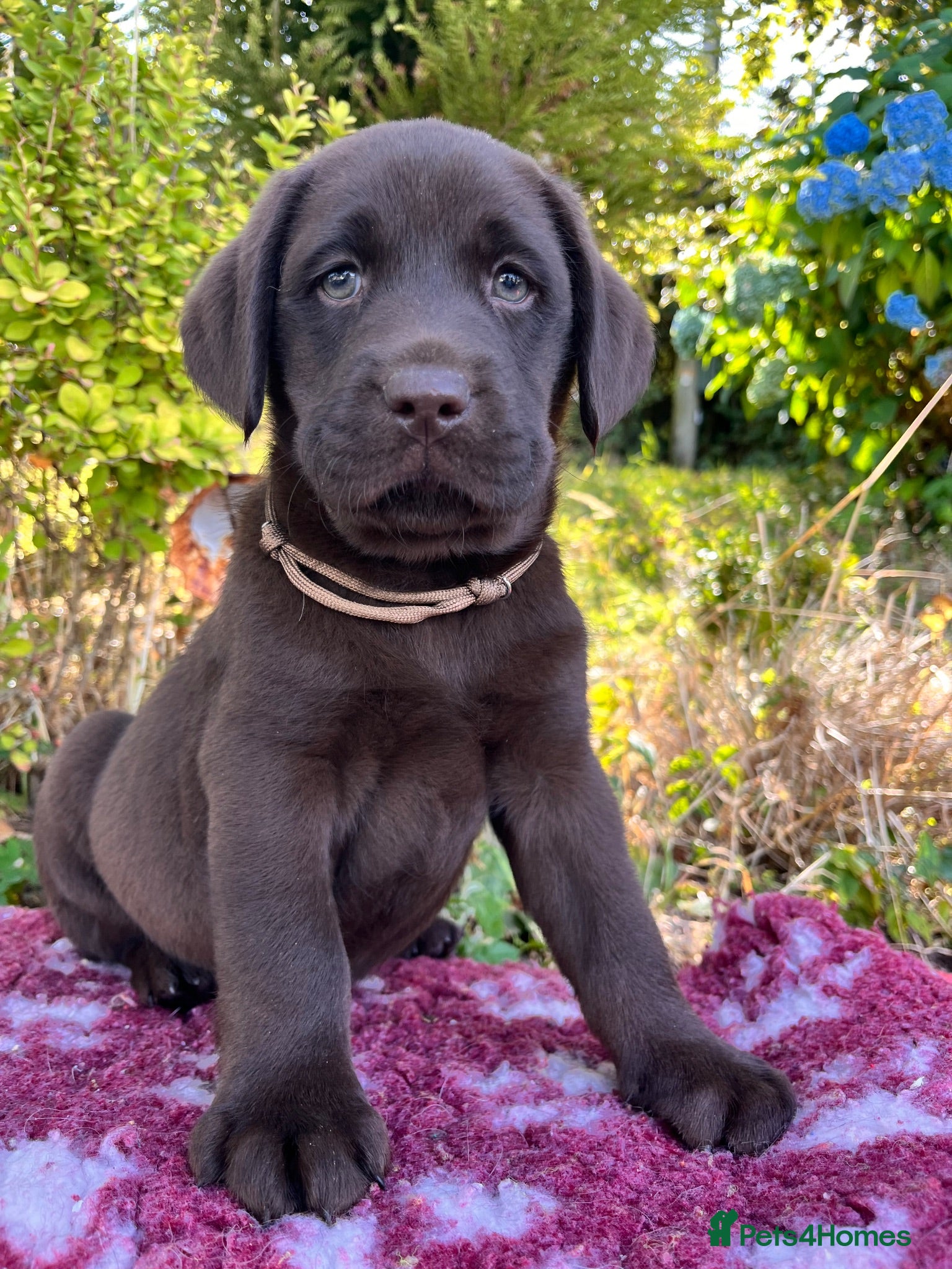 Labrador Retriever dogs Chocolate Extenively health Tested ready mon - Advert 1