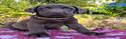 Labrador Retriever dogs for sale: 2 girls available Extenively health Tested READY - Advert 9