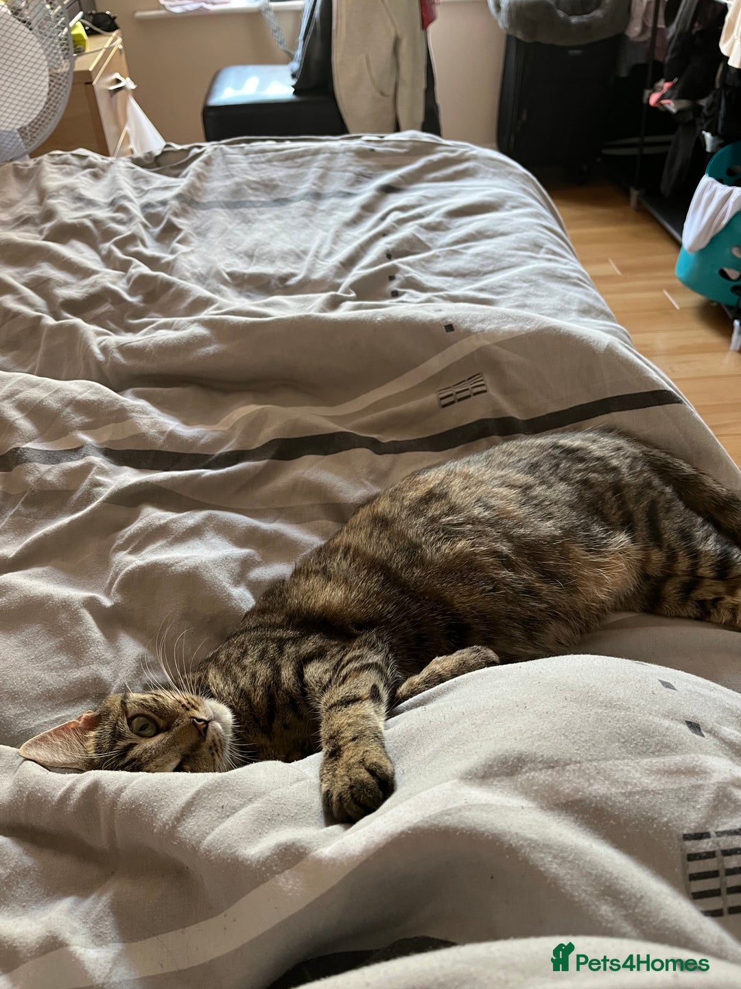 Mixed Breed cats for sale: 🌸 Meet Nala – ready soon for her forever home! 🌸 - Image 3