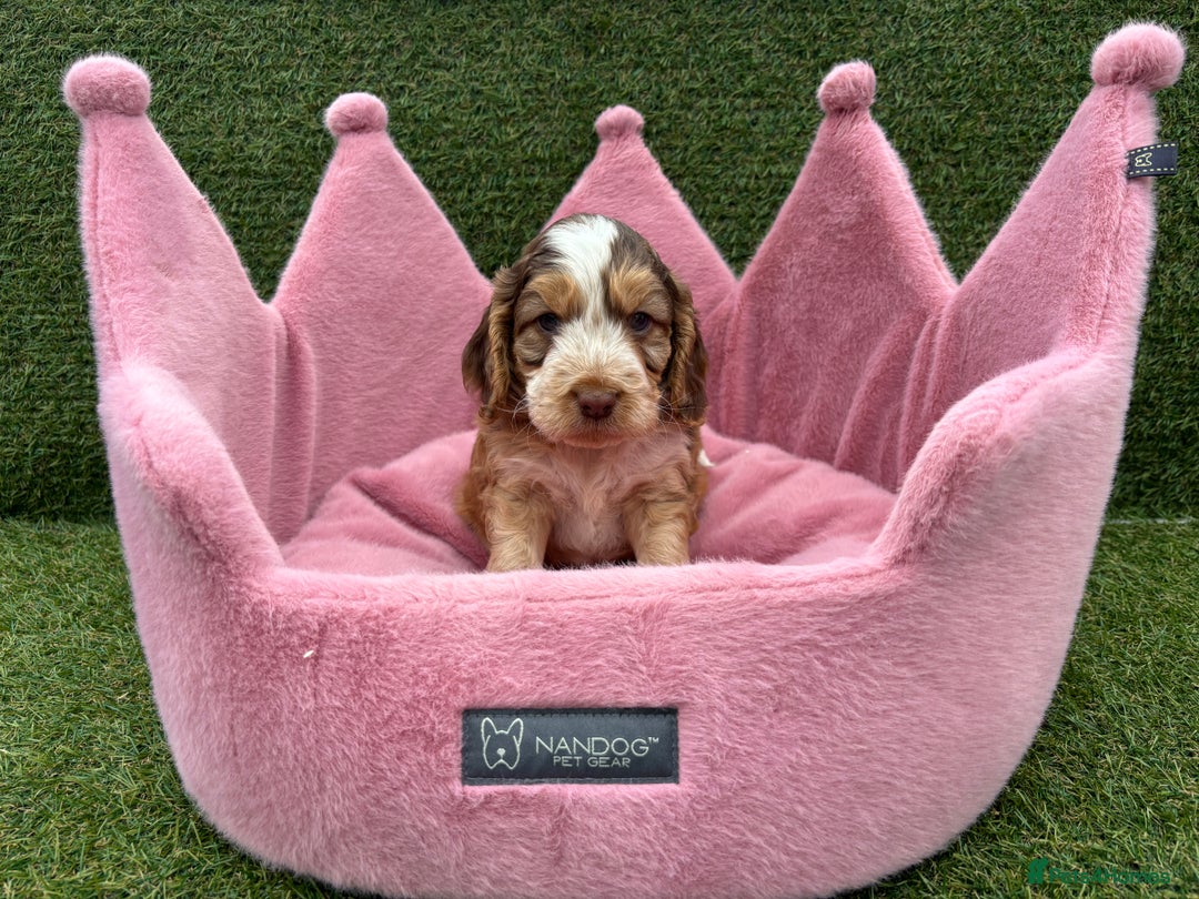 Cockapoo dogs for sale: ⭐️ Stunning Rare Coloured F1 Miniature Cockpoos ⭐️ - Image 19