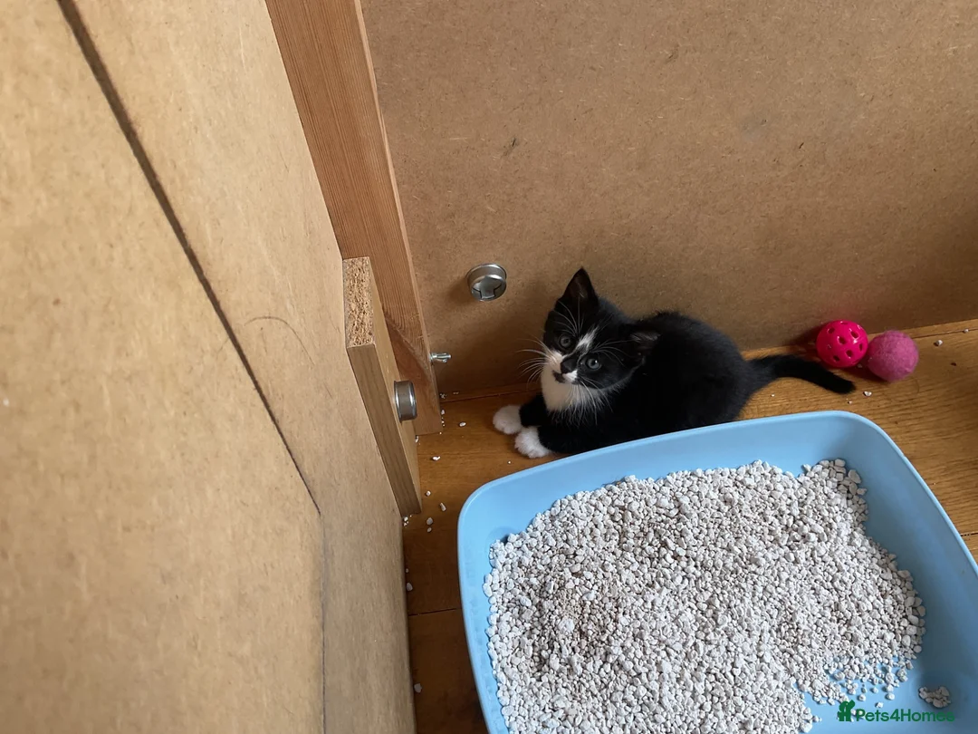 Mixed Breed cats for sale: Gorgeous litter of kittens in Ilminster - Advert 2