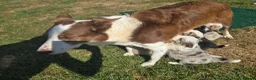 Border Collie dogs for sale: Beautiful Border Collies For Sale - Advert 3