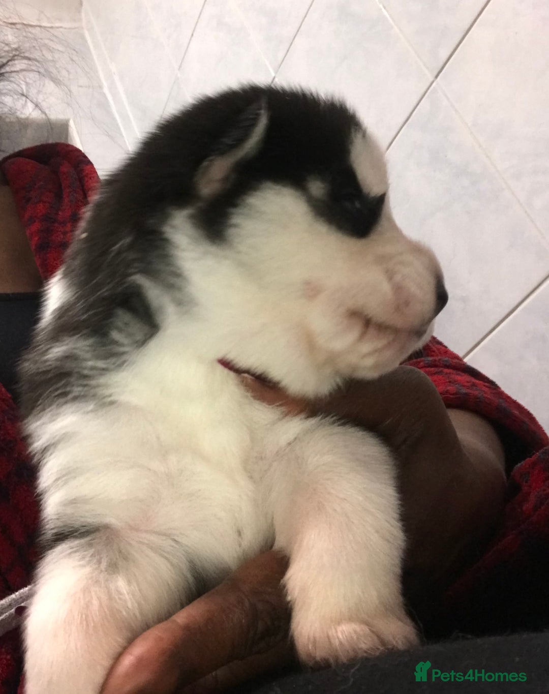 Siberian Husky dogs for sale: Magnificent Pure Siberia Husky Puppies  - Advert 16
