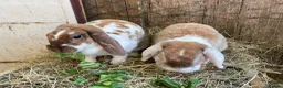 Mini Lop rabbits for sale: Beautiful Plush Lop Females - Advert 3