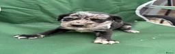 Lurcher dogs for sale: Lurcher pups - Advert 13