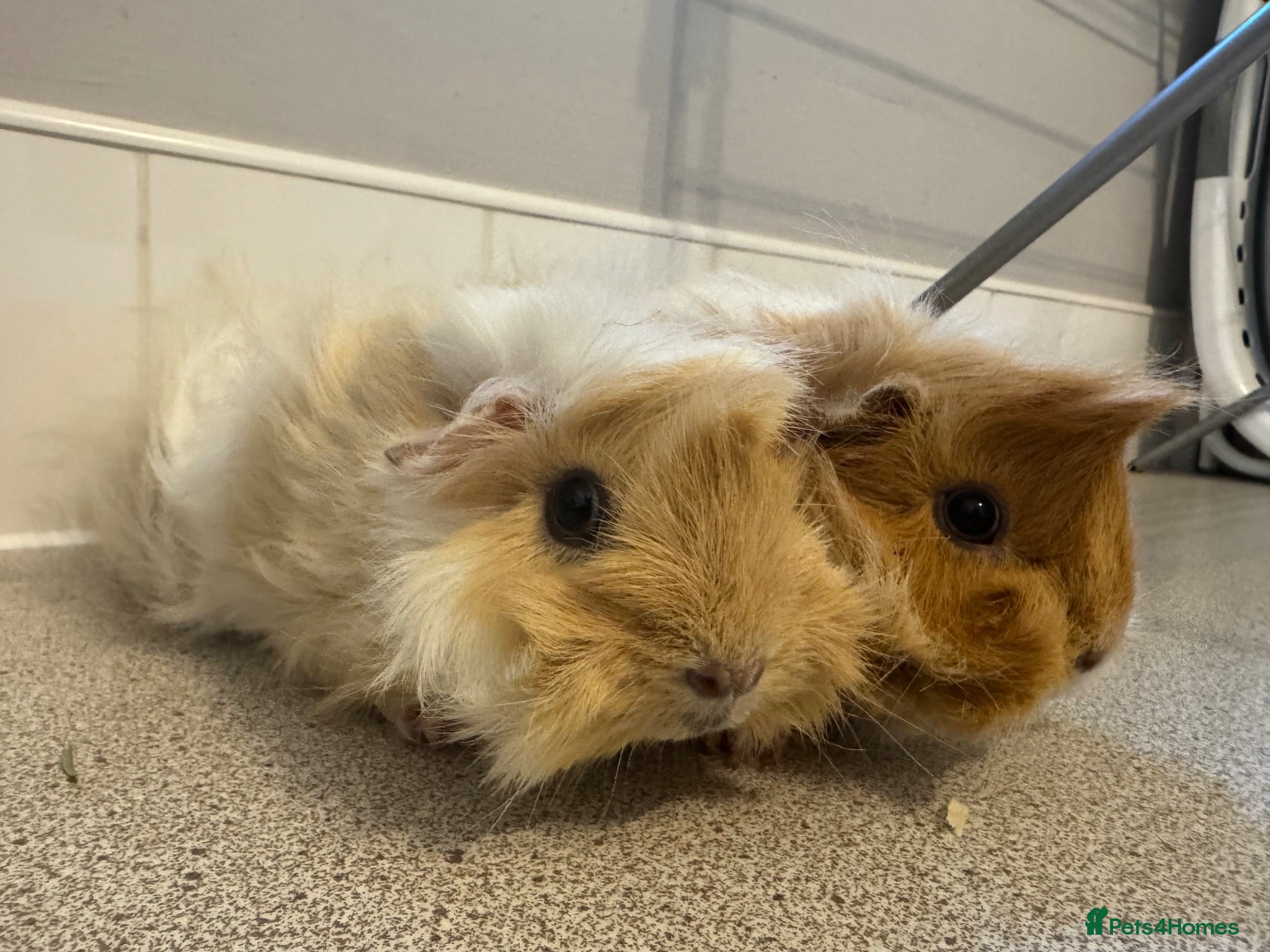 Guinea Pig rodents Two gorgeous fluffy female piggies  - Advert 3