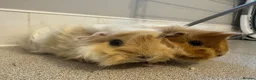 Guinea Pig rodents for sale: Two gorgeous fluffy female piggies  - Advert 1