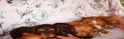 Cockapoo dogs for sale: Beautiful cocker poo puppies available  in Havercroft - Advert 17