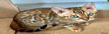 Bengal 3