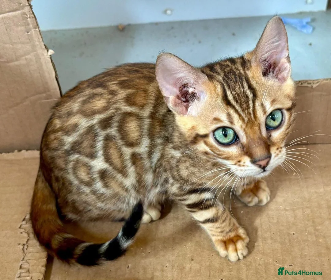 Bengal cats for sale: Beautiful Bengal Kittens Wild Looks, Loving Hearts in Birmingham - Advert 2