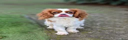 Cavalier King Charles Spaniel dogs for sale: 2 Stunning Boys available  - Advert 3