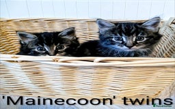 Bengal cats for sale: Beautiful Bengal x Mainecoon moggies - Image 3