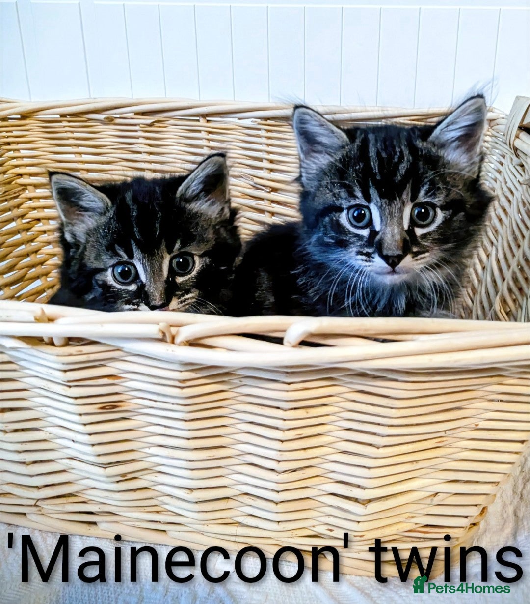 Bengal cats for sale: Beautiful Bengal x Mainecoon moggies - Image 3