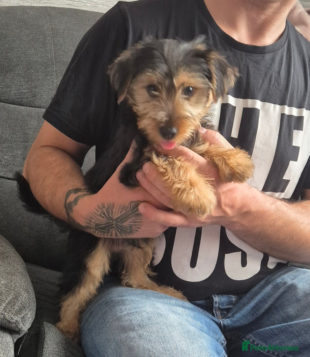 Yorkshire Terrier dogs for sale: ❤️ READY TO NEW HOME❤️Small Yorkshire Terrier Boy - Image 7