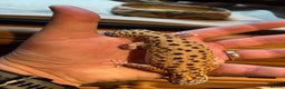 Leopard Gecko reptiles for sale: Leopard gecko and full vivarium  - Advert 6