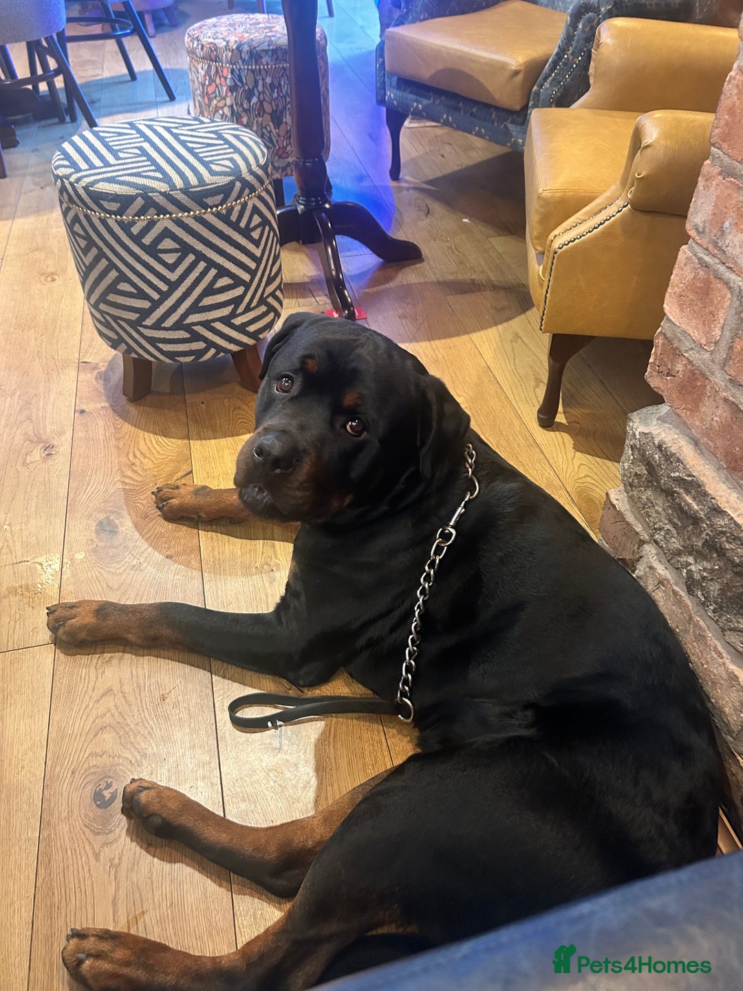Rottweiler dogs for stud: Pablo in Birmingham - Advert 8