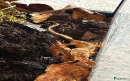 Gecko reptiles for sale: Brown Dalmatian Crested Gecko in Banbury - Image 18