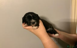 Cava Tzu dogs for sale: Gorgeous F1 Cava Ztu puppies - Image 8