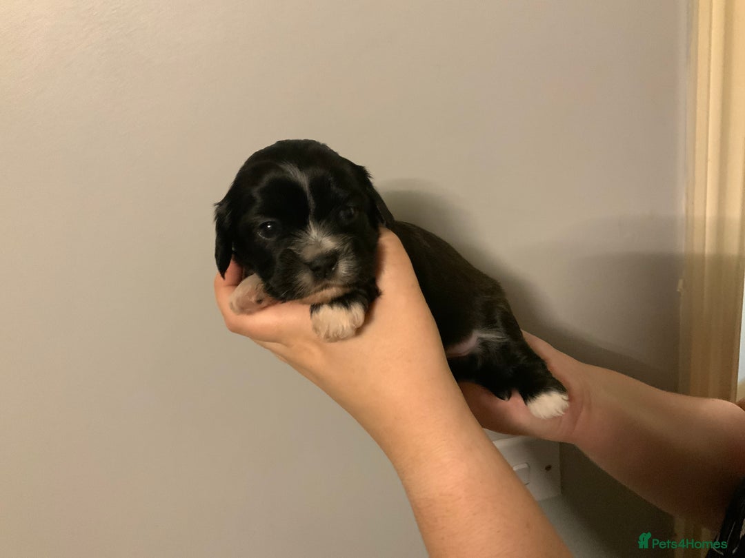 Cava Tzu dogs for sale: Gorgeous F1 Cava Ztu puppies - Image 8