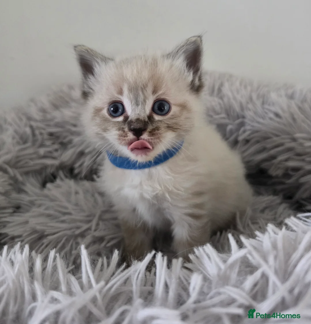 Ragdoll cats for sale: Gorgeous Ragdoll Kittens - Advert 5