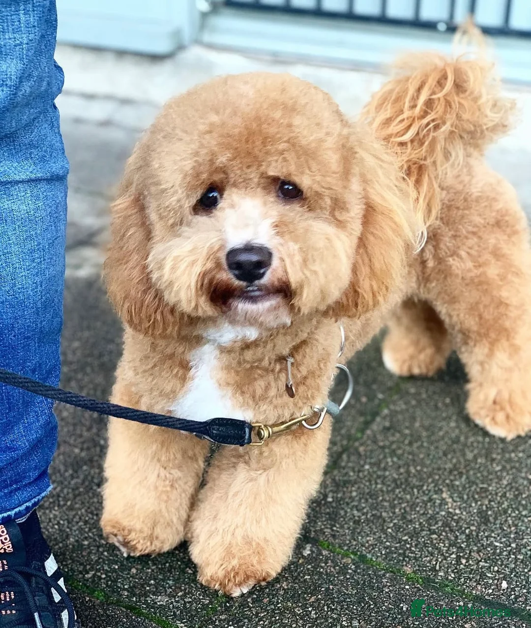 Cavachon dogs for sale: Amazing teddy Cavapoochons  - Advert 5