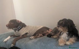 Mixed Breed dogs for sale: Adorable puppies ready 11/10 - Image 12