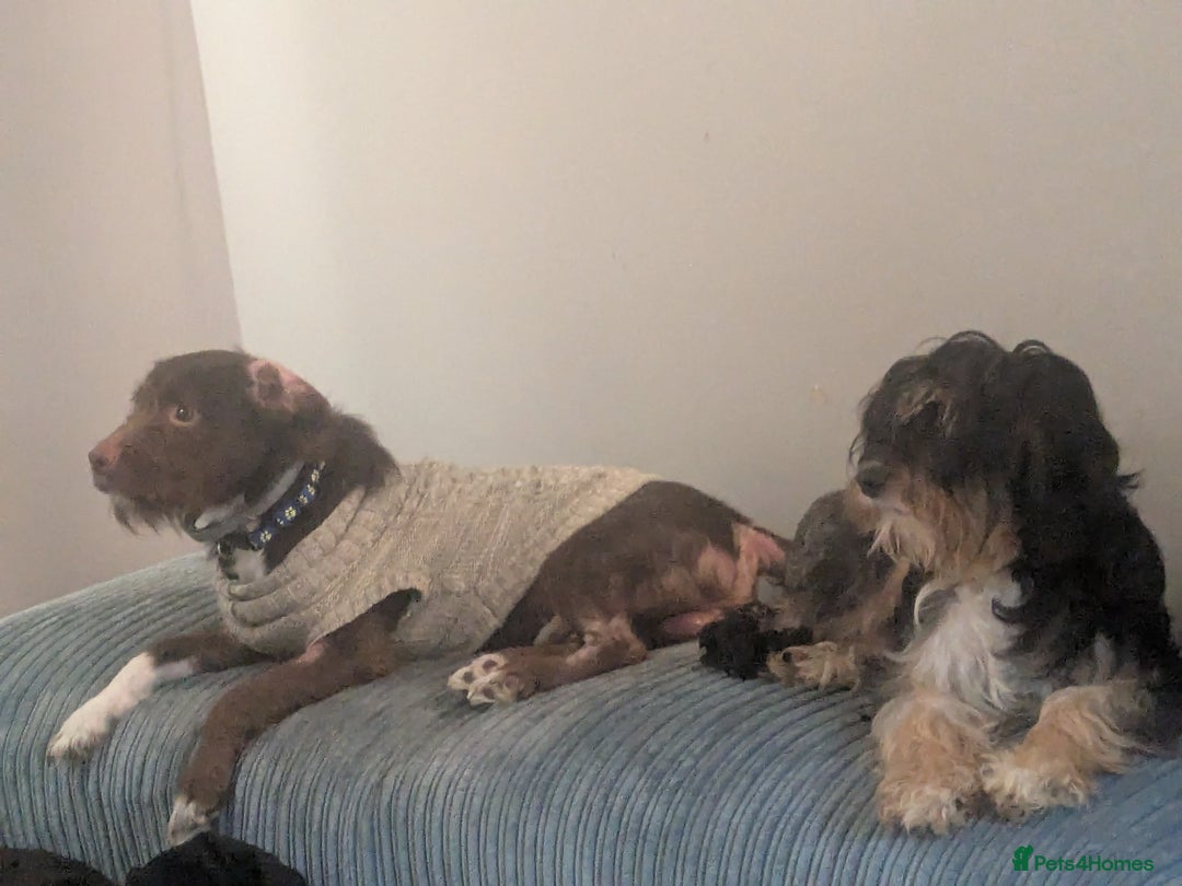 Mixed Breed dogs for sale: Adorable puppies ready 11/10 - Image 12