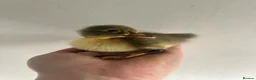Ducks poultry for sale: Unsexed Indian Runner Ducklings - Advert 20