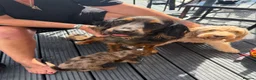 Cockapoo dogs for sale: Cocker spaniel puppies in Leicester - Advert 2