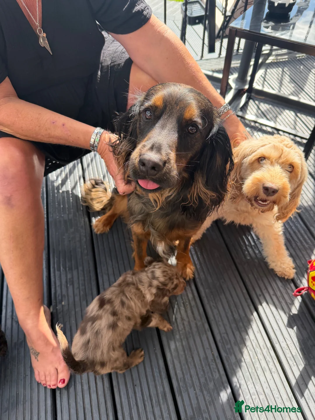 Cockapoo dogs for sale: Cocker spaniel puppies in Leicester - Advert 2