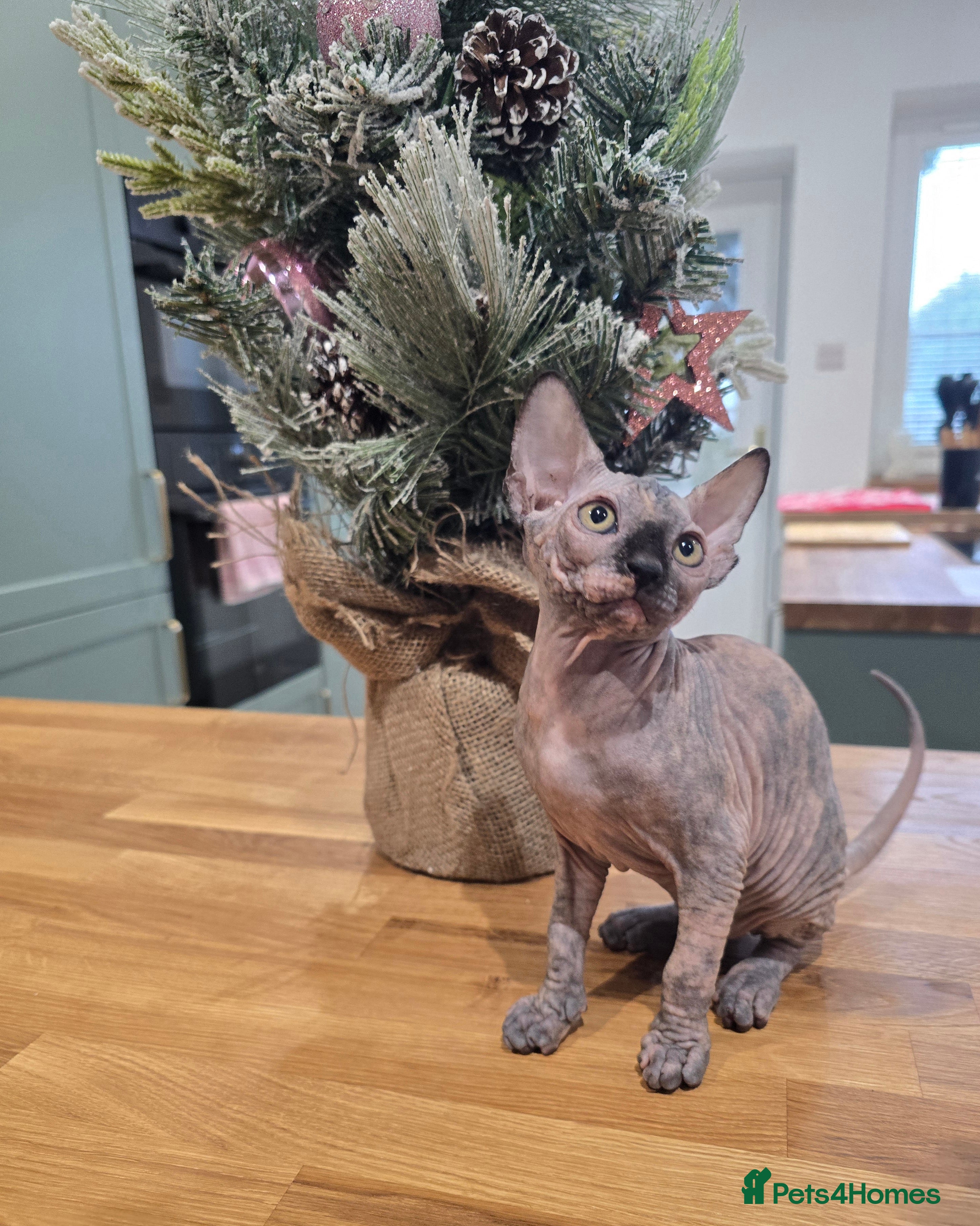 Sphynx cats 🌟 Stunning Sphynx & Elf Kittens  - Advert 18