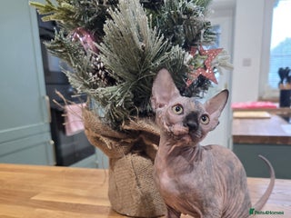 Sphynx cats 🌟 Stunning Sphynx & Elf Kittens - Advert 1